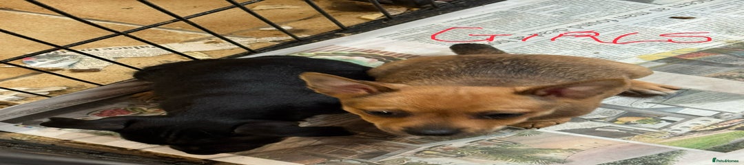 Terrier female puppy 2