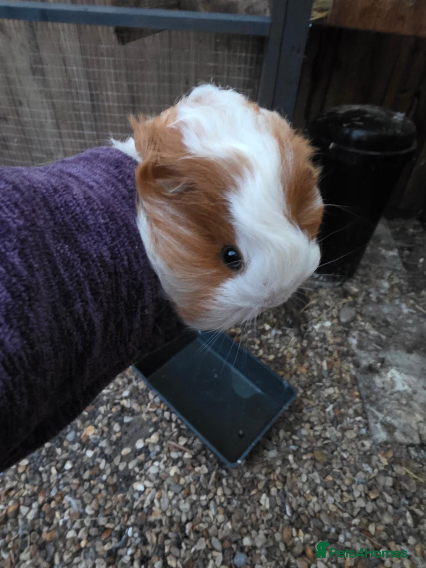 Guinea Pig rodents Baby guinepigs and adult mum  - Advert 2
