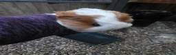 Guinea Pig rodents for sale: Baby guinepigs and adult  - Advert 3