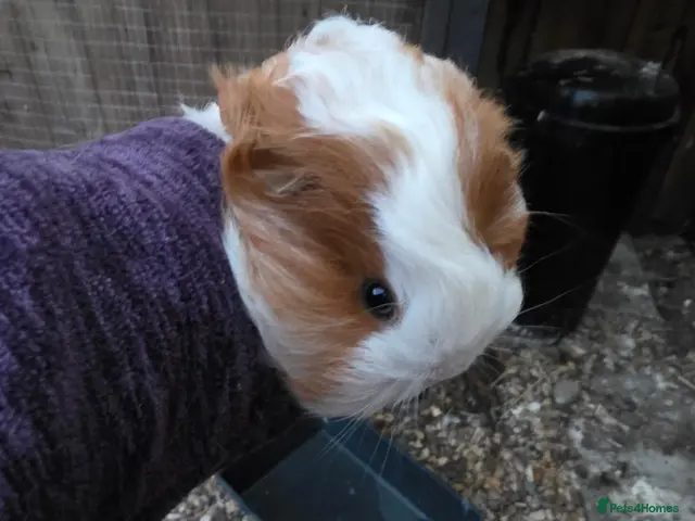 Guinea Pig rodents for sale: Baby guinepigs and adult mum - Advert 2