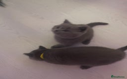 British Shorthair cats for sale: Beautiful British short hair kittens  - Image 5