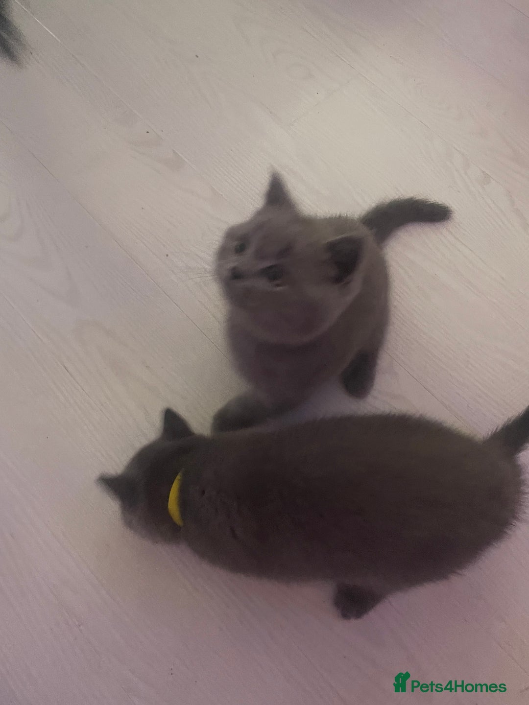 British Shorthair cats for sale: Beautiful British short hair kittens  - Image 5