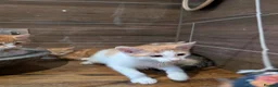 British Shorthair cats for sale: Beautiful kittens for sale in Manchester - Advert 7