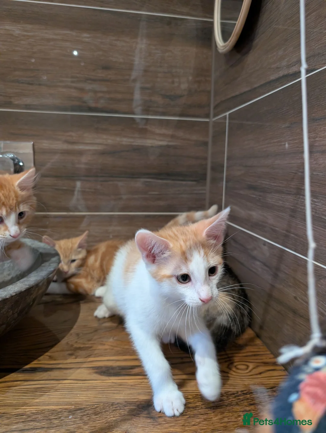 British Shorthair cats for sale: Beautiful kittens for sale in Manchester - Advert 7