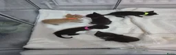 Mixed Breed cats for sale: Sushi's litter  - Advert 3