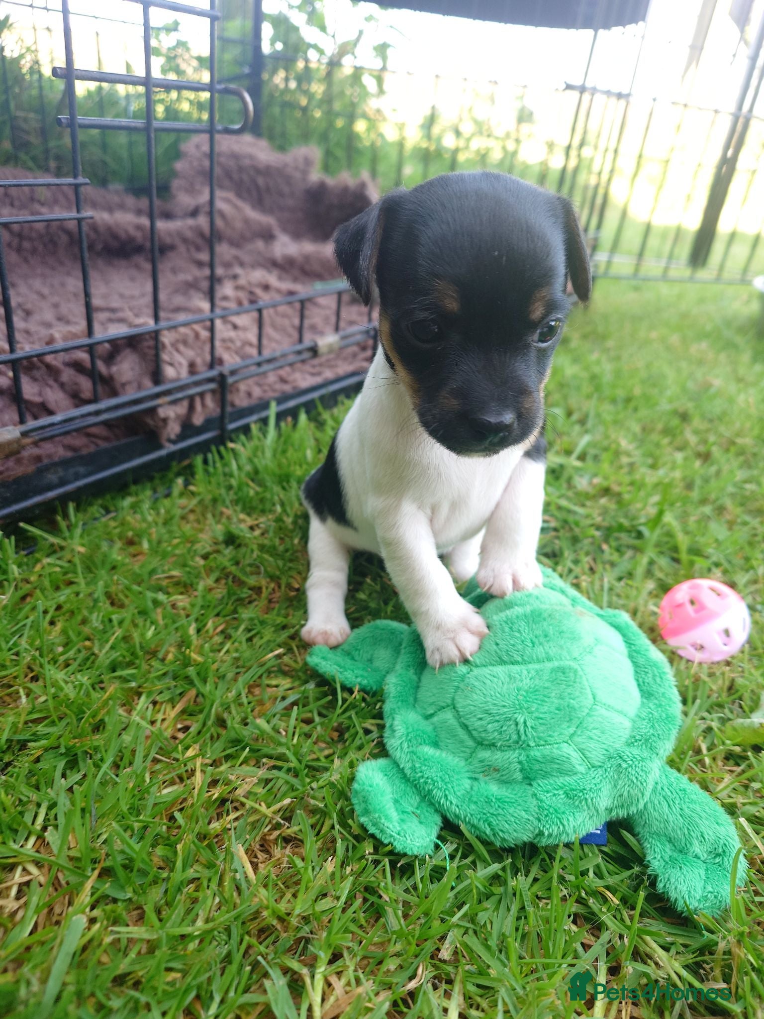 Jack Russell dogs ⭐ Jack Russell puppies ⭐ - Advert 11