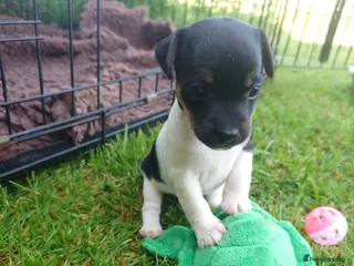 Jack Russell dogs ⭐ Jack Russell puppies ⭐ - Advert 11