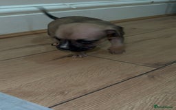 Cane Corso dogs for sale: Cane Corso Puppies for Sale - Image 23
