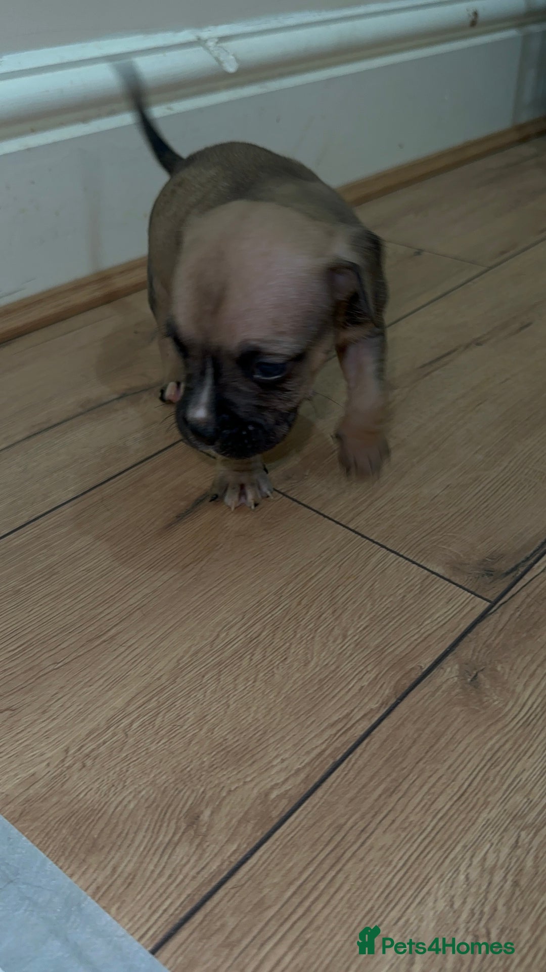 Cane Corso dogs for sale: Cane Corso Puppies for Sale - Image 23