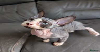 Sphynx cats - Advert 11