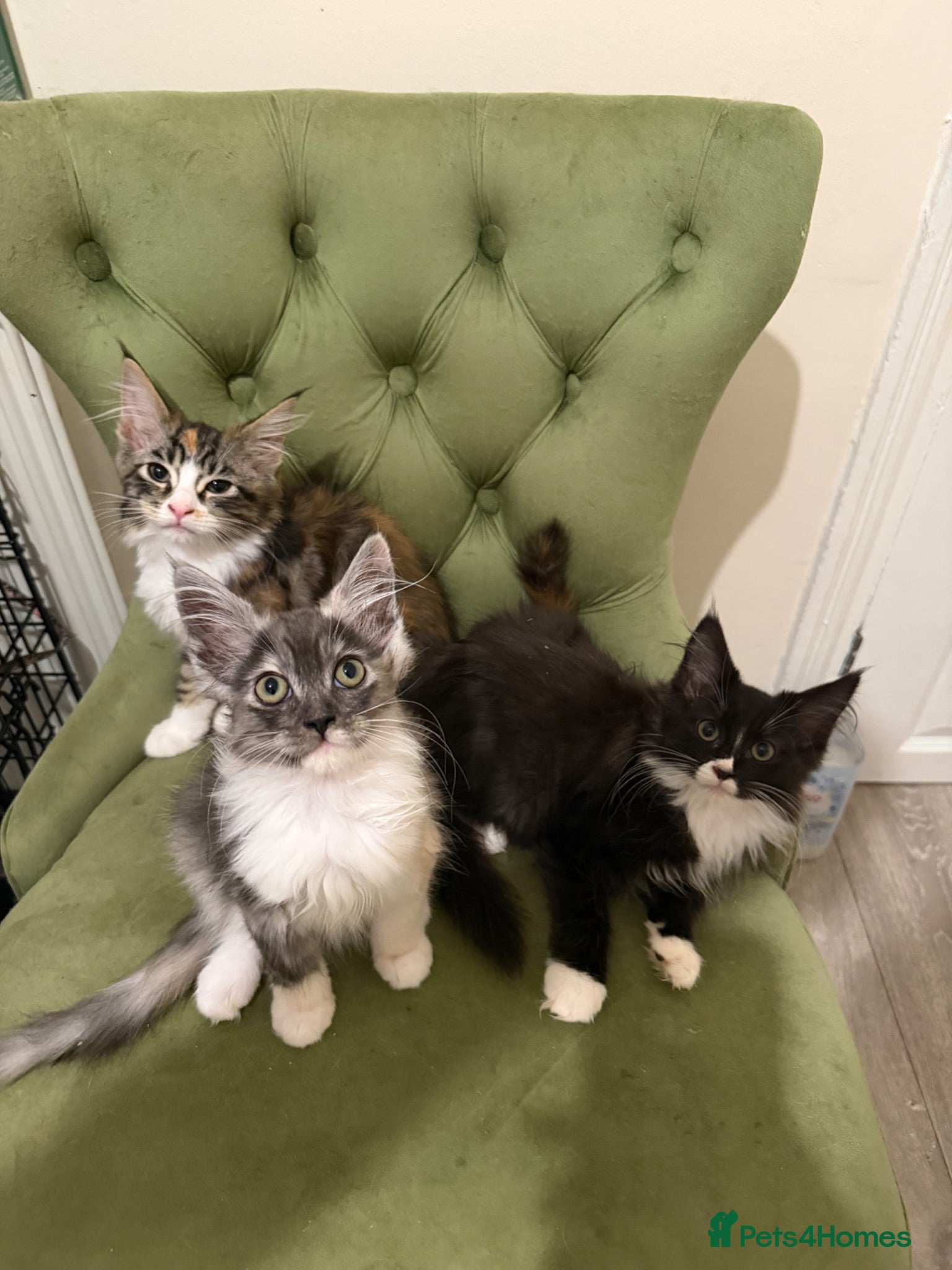 Maine Coon cats Maincoon X Ragdoll - Advert 1