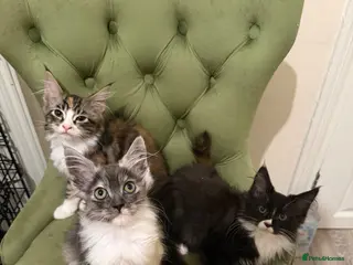 Maine Coon cats Maincoon X Ragdoll - Advert 2