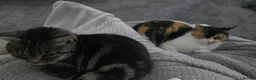 Mixed Breed cats for sale: Female tortoise shell cat  - Advert 5