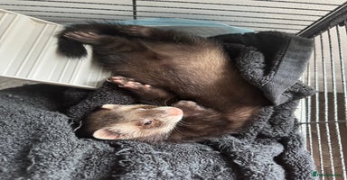Ferret rodents - Advert 1