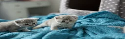 British Shorthair cats for sale: British kittens available for reservation in London - Advert 3