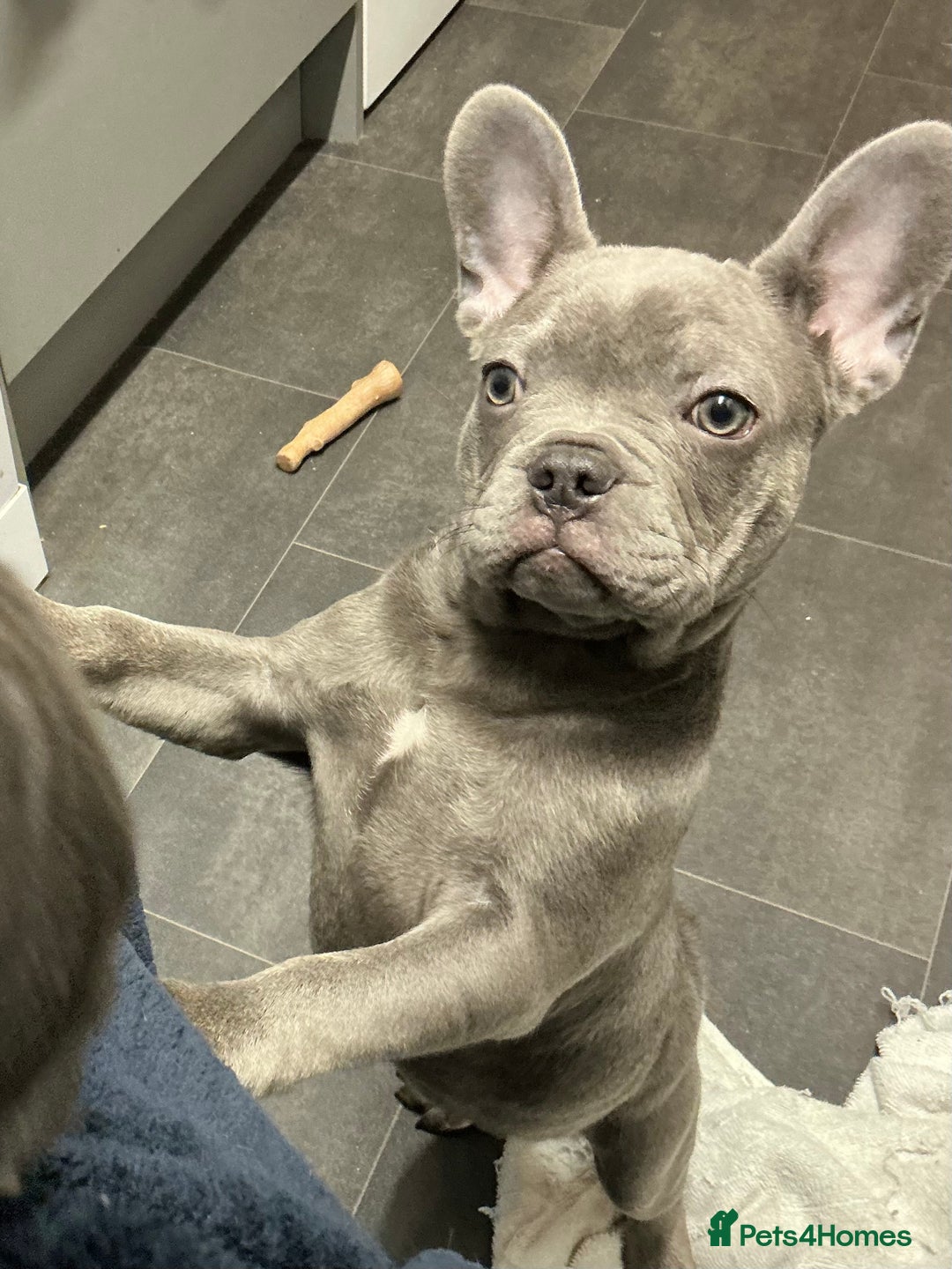 French Bulldog dogs for sale: Adorable Frenchie Puppies - Advert 17