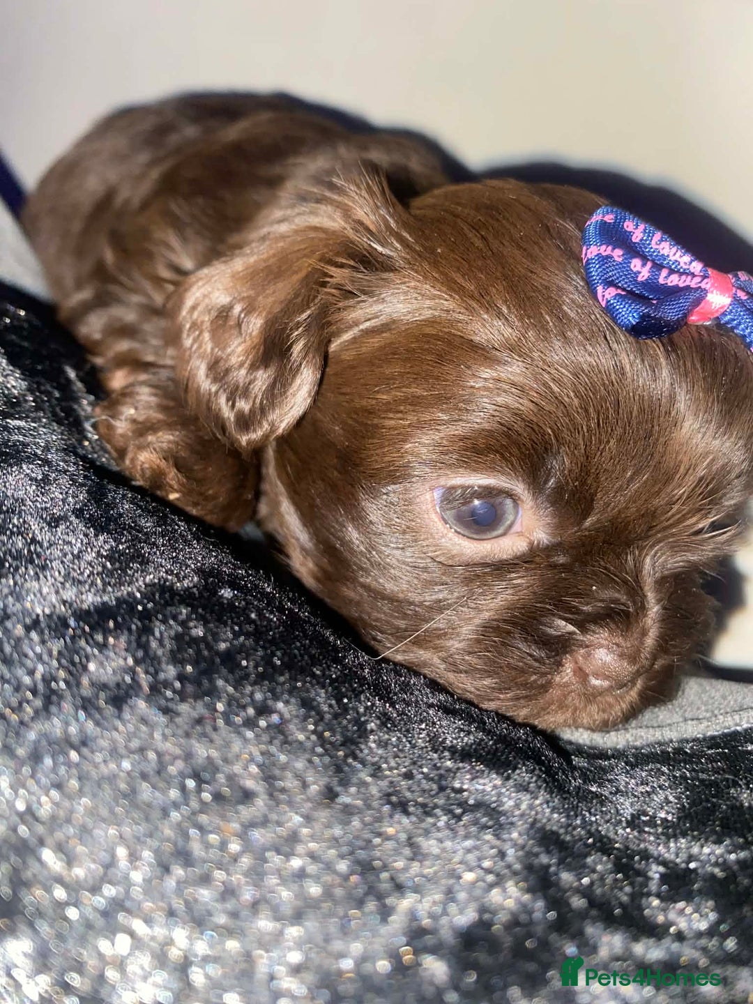 Shih Tzu dogs for sale: Shih Tzu Puppies For Sale  - Advert 40