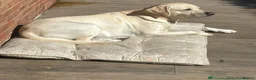 Labrador Retriever dogs for stud: Fantastic Labrador for stud - Advert 6