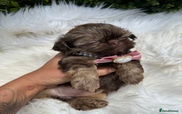 Shih Tzu dogs for sale: 💕Last Girl💕KC REG Imperial Shihtzu babydoll face - Image 21