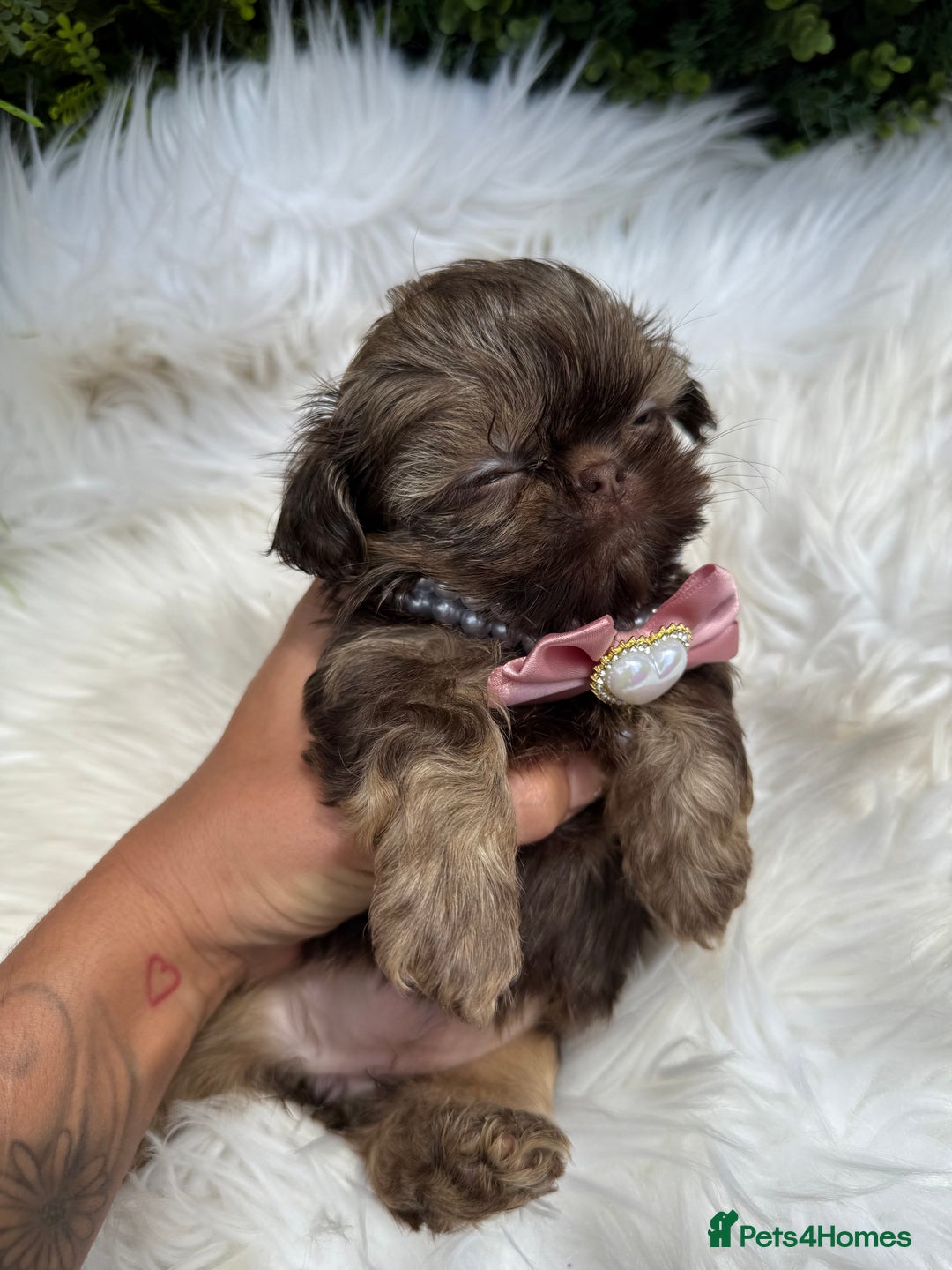 Shih Tzu dogs for sale: 💕Last Girl💕KC REG Imperial Shihtzu babydoll face - Image 21