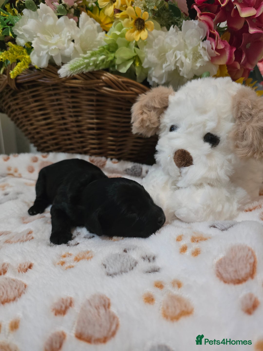Cavapoo dogs for sale: Beautiful fully health tested cavapoo puppies  - Advert 11