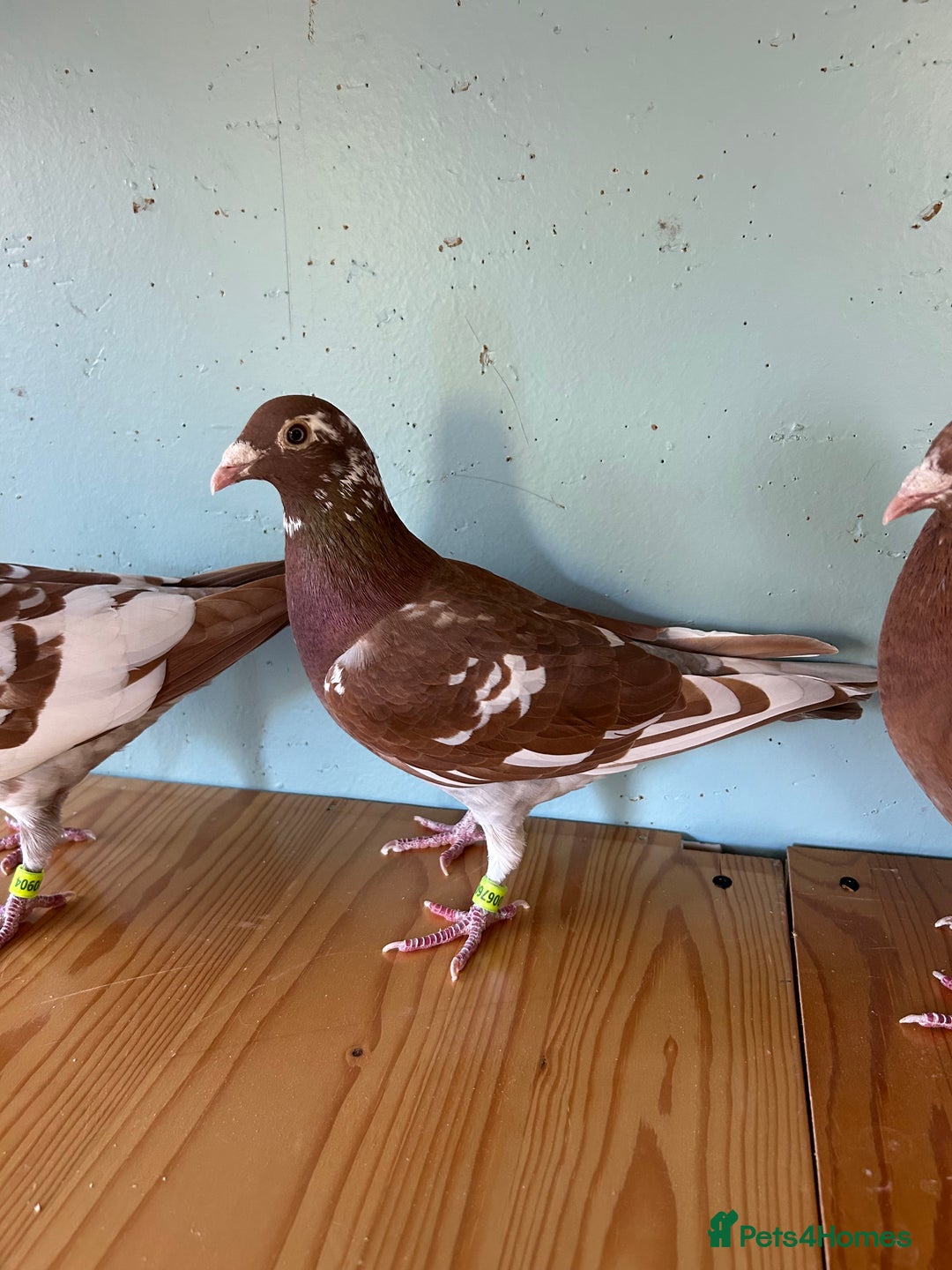 Pigeons birds for sale: 5 Chocolate Meuleman Pigeons - Image 1