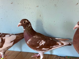 Pigeons birds for sale - Advert 1