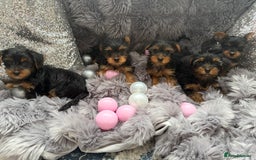 Yorkshire Terrier dogs for sale: Beautiful Yorkshire terrier puppies  - Image 12