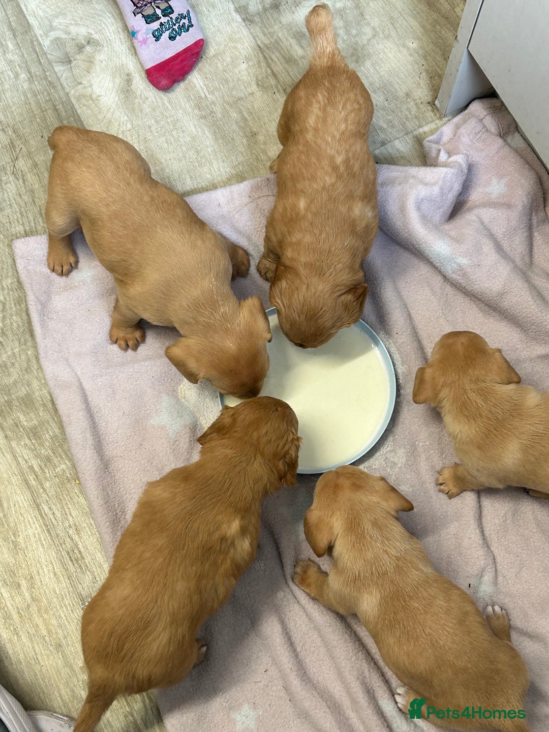 Mixed Breed dogs for sale: 4 beautiful playful pups - Image 11