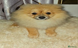 Pomeranian dogs for sale: POMERANIAN Puppies  - Image 9