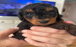 Jackapoo dogs for sale: Jackapoo x Asian toy poodle F1B - Image 1
