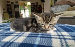 Mixed Breed cats for sale: Calico Mum, Tabby Dad kittens for sale - Image 13