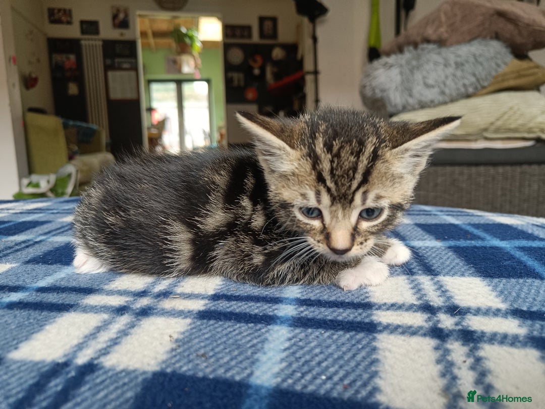 Mixed Breed cats for sale: Calico Mum, Tabby Dad kittens for sale - Image 13