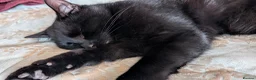 Mixed Breed cats for sale: Merlin, a beautiful black male cat  - Advert 4