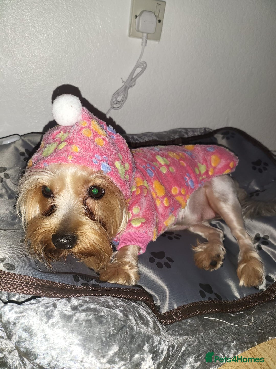 Yorkshire Terrier dogs for sale: 💖 Stunning Yorkshire Terrier Puppies in Derby - Image 8