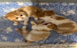 British Shorthair cats for sale: Chunky Red and White British Shorthair TICA - Image 8