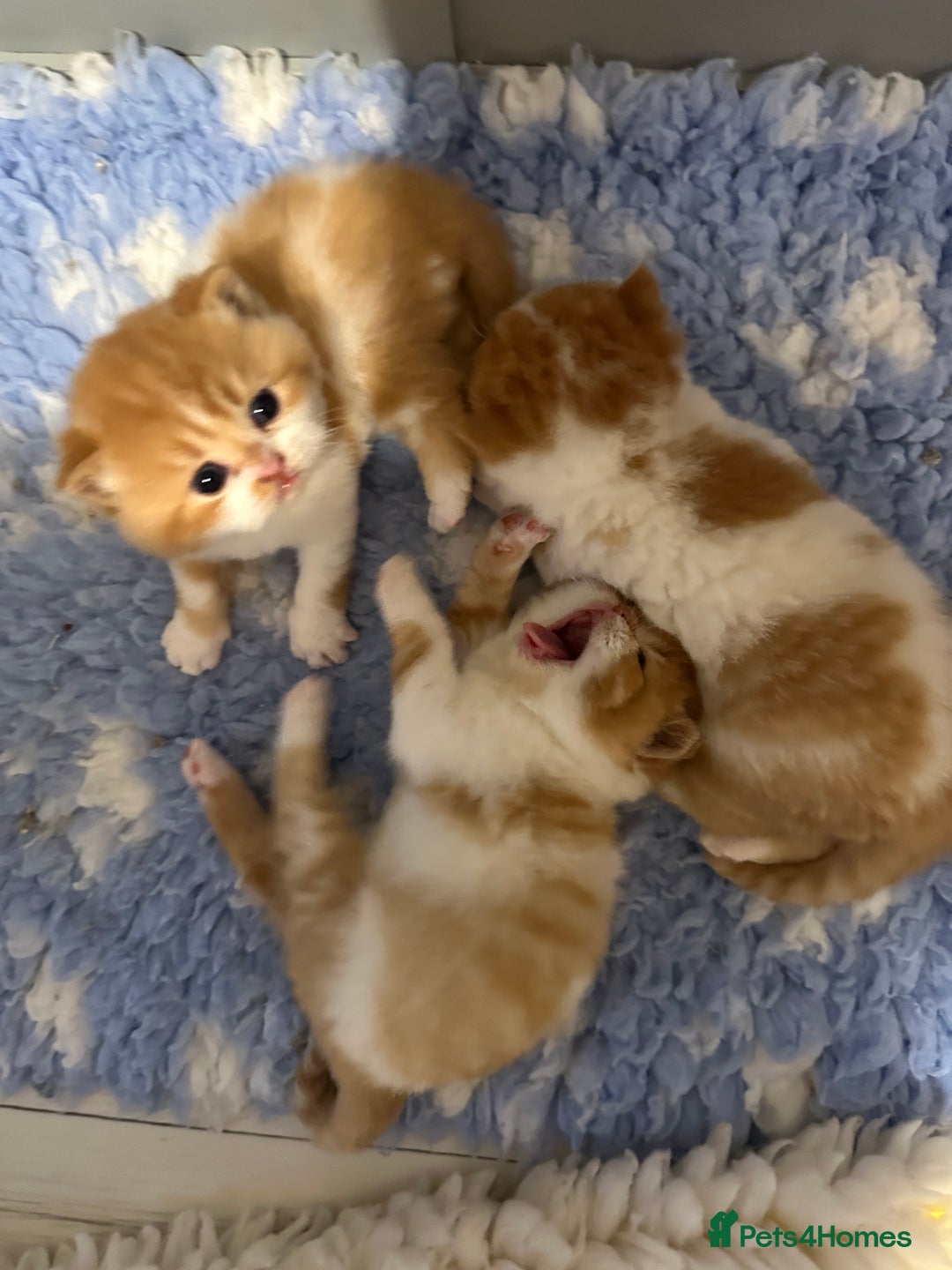 British Shorthair cats for sale: Chunky Red and White British Shorthair TICA - Image 8