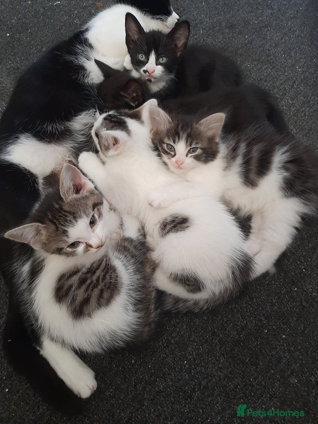 Mixed Breed cats for sale: Hooligans for sale - Advert 1