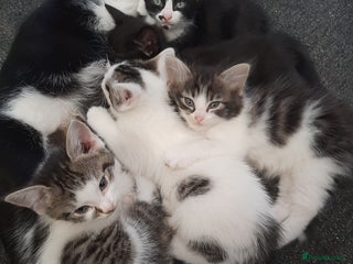 Mixed Breed cats Hooligans for sale - Advert 2