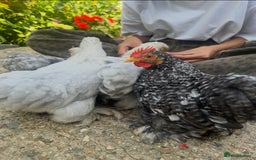 Chickens poultry for sale: Show standard lavender pekin bantams  - Image 7
