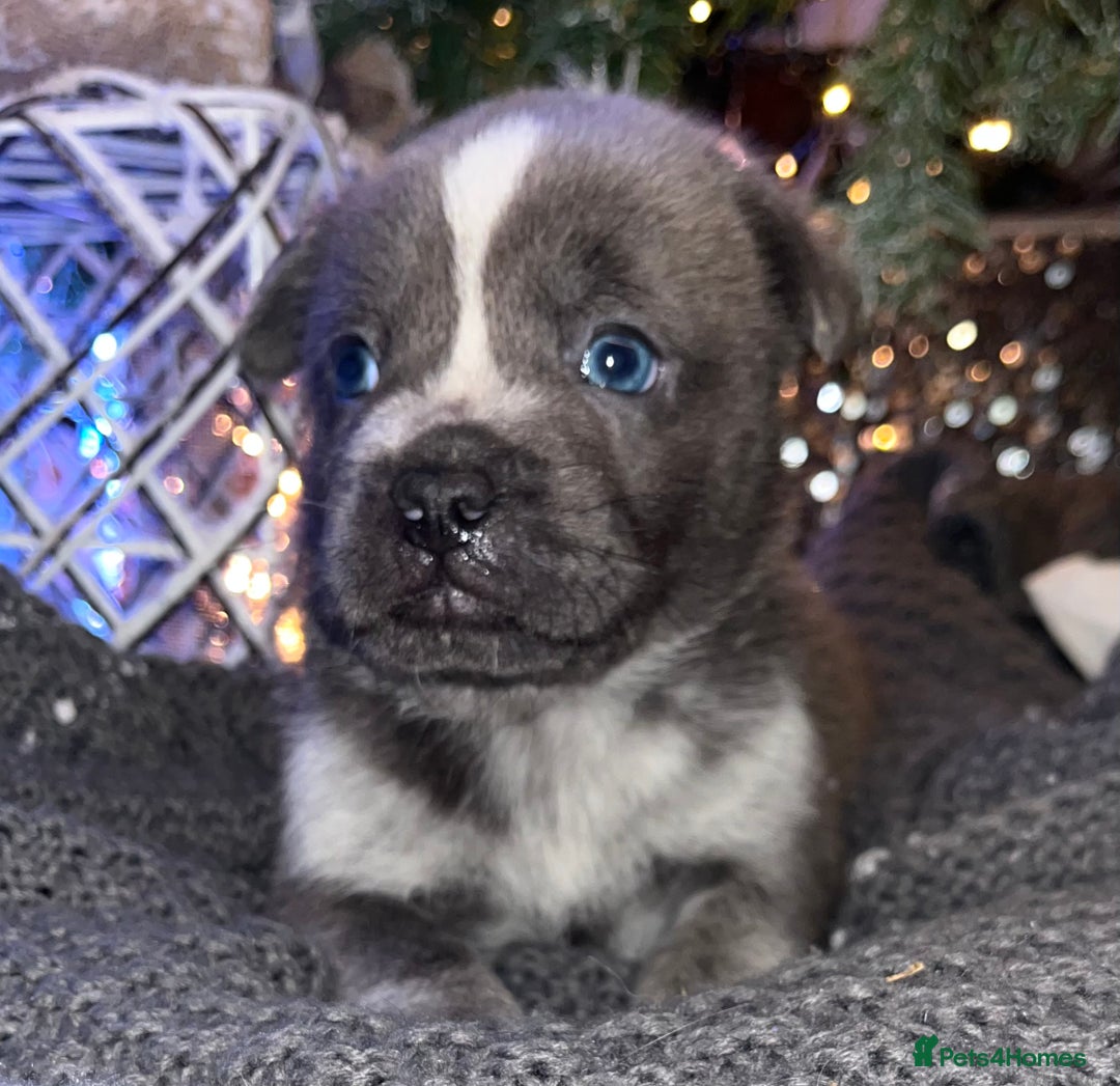 Mixed Breed dogs for sale: 5 frow frow puppies! 😍 - Advert 1