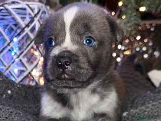 Mixed Breed dogs 5 frow frow puppies! 😍 - Advert 1