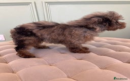 Miniature Poodle dogs for sale: 🐩 Adorable Miniature Poodles 🐾 - Image 2