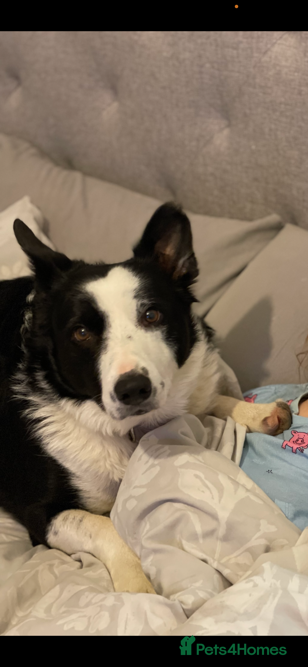 Border Collie dogs Buddy - Border Collie - Advert 1