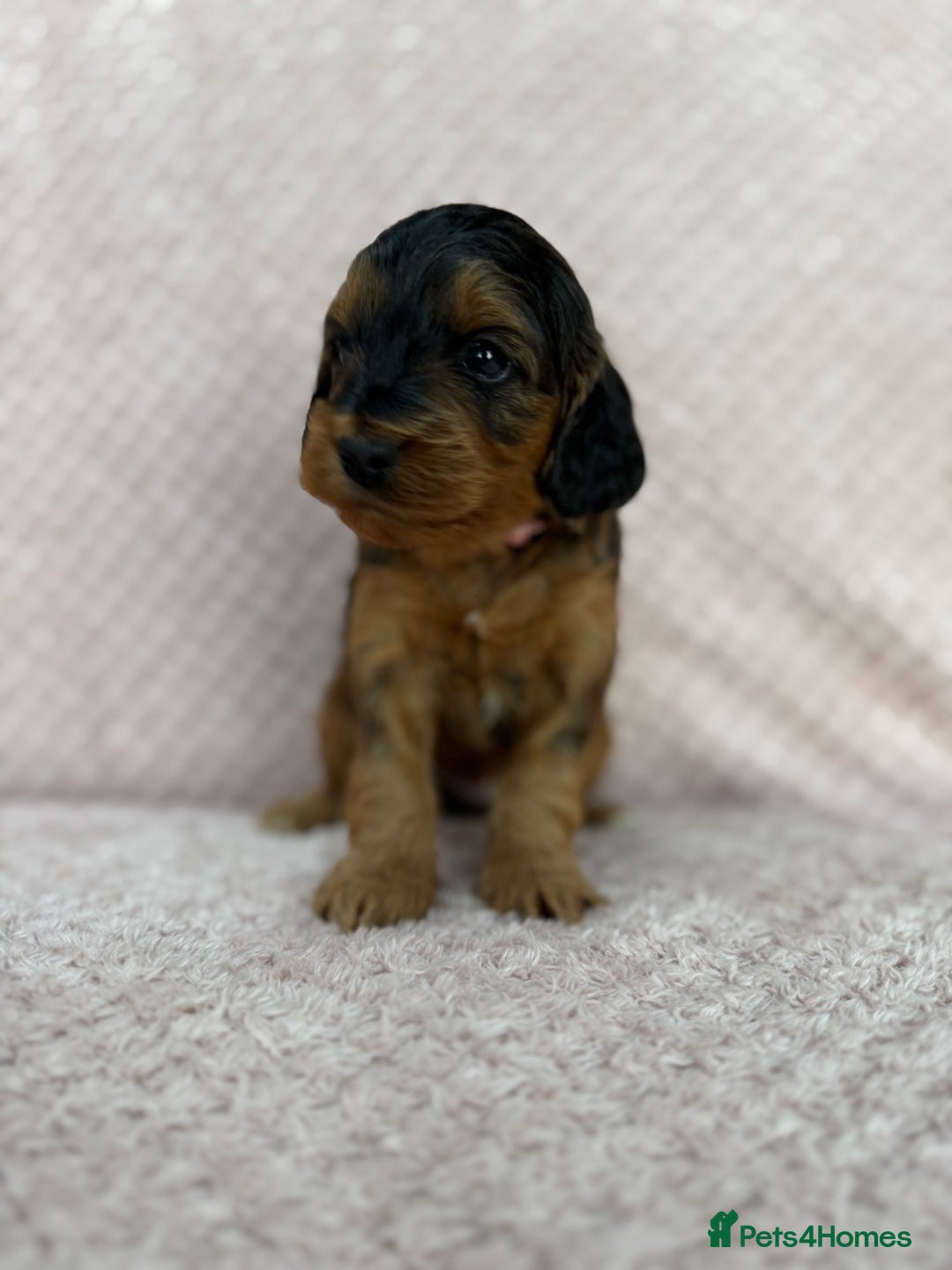 Cockapoo dogs for sale: Beautiful Cockapoos puppies - fully health tested  - Advert 5