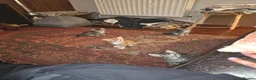 Mixed Breed cats for sale: 4 Male Kittens  in London - Advert 4