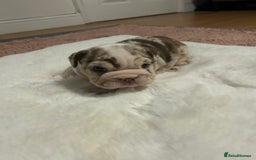 English Bulldog dogs for sale: 💖 5 Adorable English bulldog puppies 💖 - Image 2