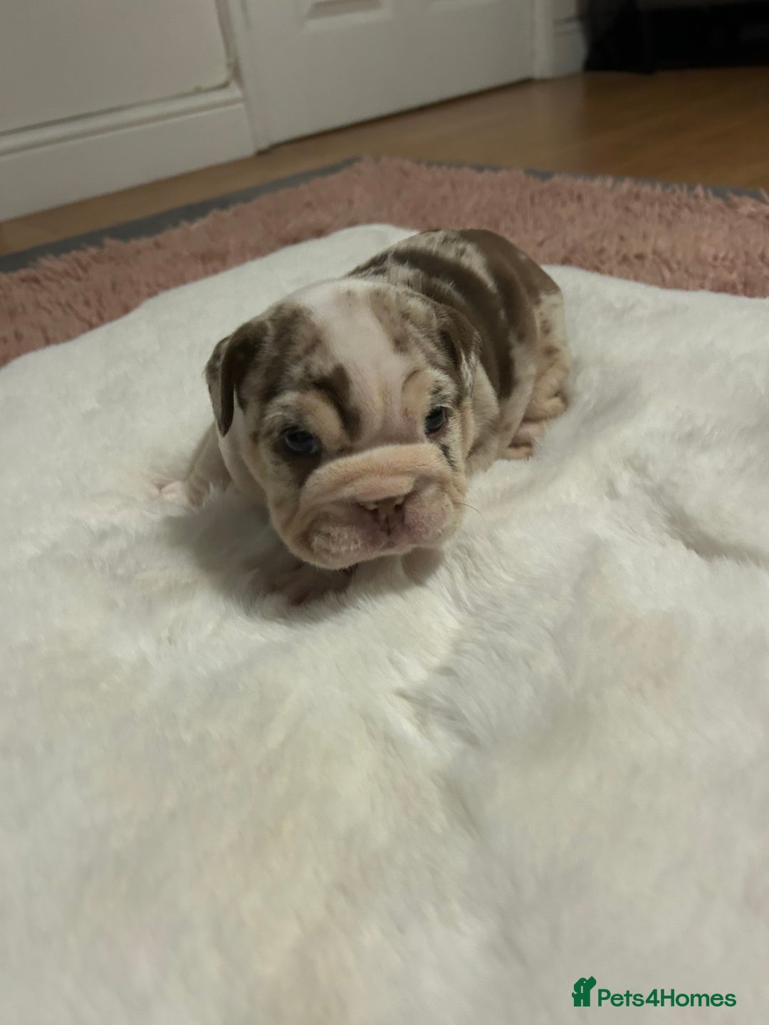 English Bulldog dogs for sale: 💖 5 Adorable English bulldog puppies 💖 - Image 2