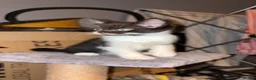 Mixed Breed cats for sale: Kittens for sale in Addlestone - Advert 5