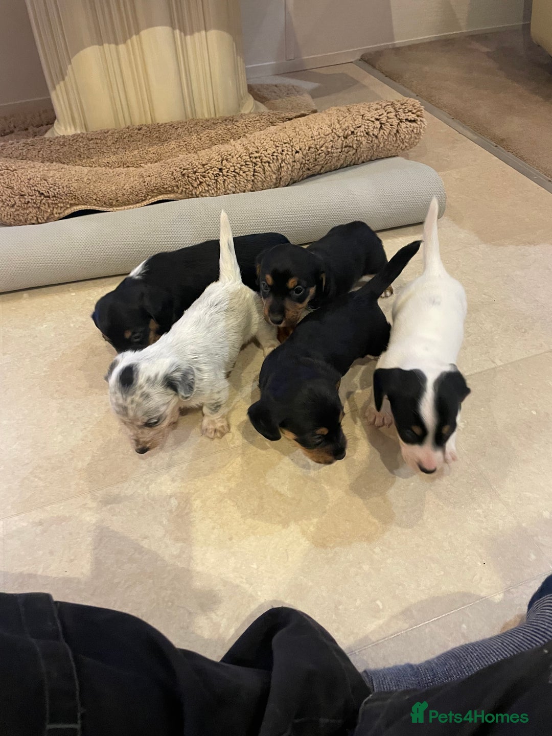 Mixed Breed dogs for sale: Sealyham terrier cross jack russel terrier  - Advert 6